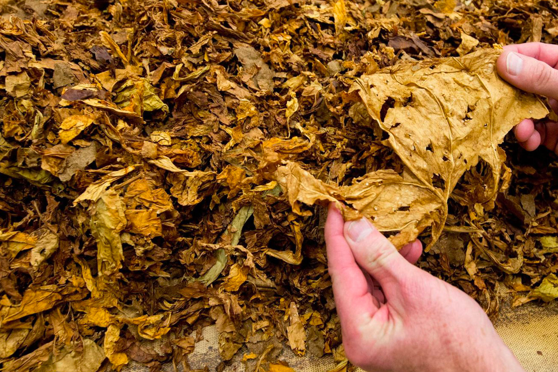 Picadura de tabaco
